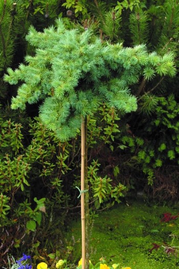 Модрина європейська Літл Богл | Larix decidua Little Bogle | Лиственница европейская Литл Богл